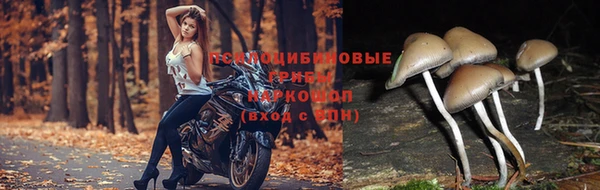 молекула духа Беломорск